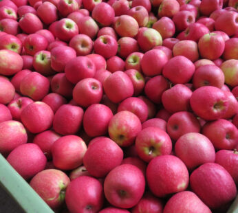 PINK LADY APPLE