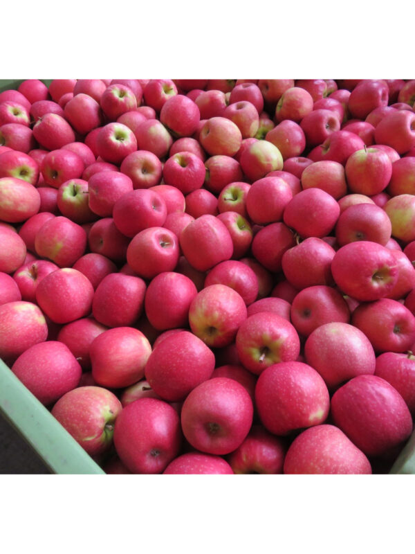 PINK LADY APPLE