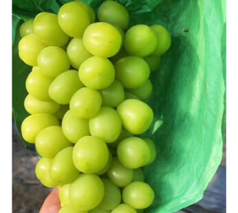 GREEN GRAPES PIP